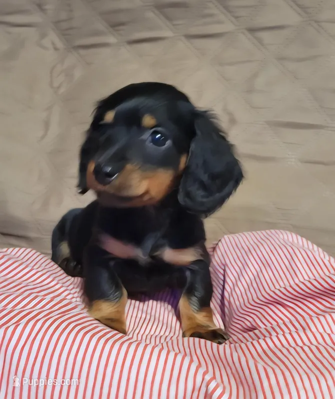 Benny – Miniature Dachshund puppy for sale in Willow Springs, MO