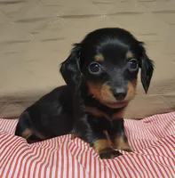 Benny, a male Miniature Dachshund for sale in Willow Springs, MO – Photo 2 of 5