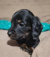 Hope, a female Miniature Dachshund for sale in Willow Springs, MO – Photo 6 of 7