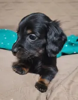 Hope, a female Miniature Dachshund for sale in Willow Springs, MO – Photo 7 of 7