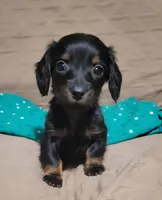 Hope, a female Miniature Dachshund for sale in Willow Springs, MO – Photo 5 of 7