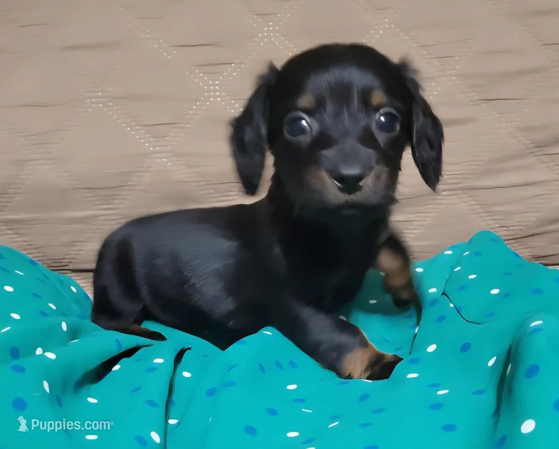 Hope – Miniature Dachshund puppy for sale in Willow Springs, MO