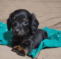 Hope, a female Miniature Dachshund for sale in Willow Springs, MO – Photo 2 of 7