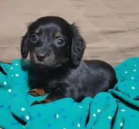 Hope, a female Miniature Dachshund for sale in Willow Springs, MO – Photo 3 of 7