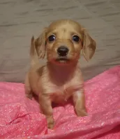 Daisy , a female Miniature Dachshund for sale in Willow Springs, MO – Photo 6 of 6