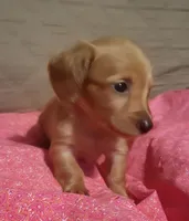 Daisy , a female Miniature Dachshund for sale in Willow Springs, MO – Photo 2 of 6