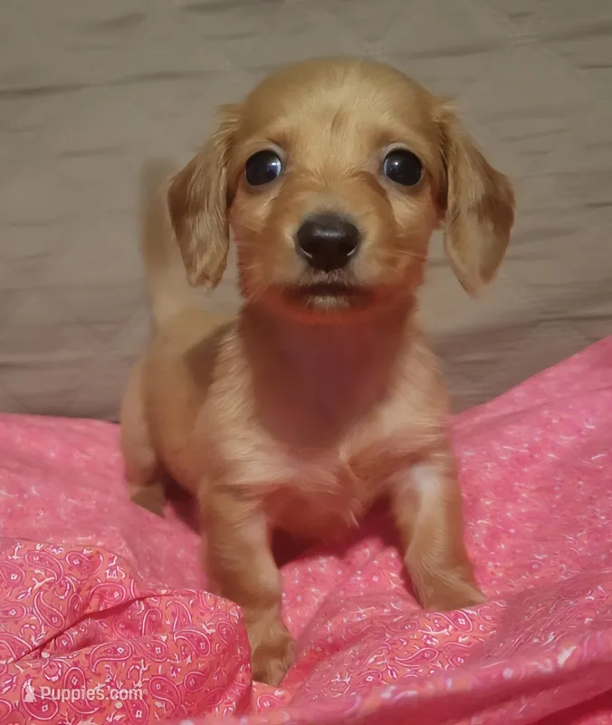 Daisy  – Miniature Dachshund puppy for sale in Willow Springs, MO