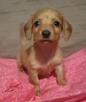 Daisy , a female Miniature Dachshund for sale in Willow Springs, MO – Photo 1 of 6