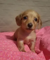 Daisy , a female Miniature Dachshund for sale in Willow Springs, MO – Photo 3 of 6