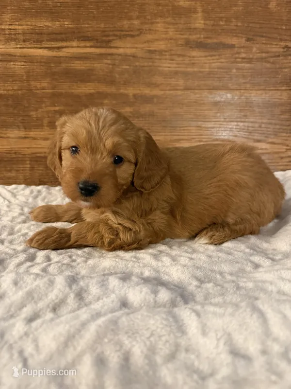 Elsa – Miniature Goldendoodle puppy for sale in Iowa Falls, IA