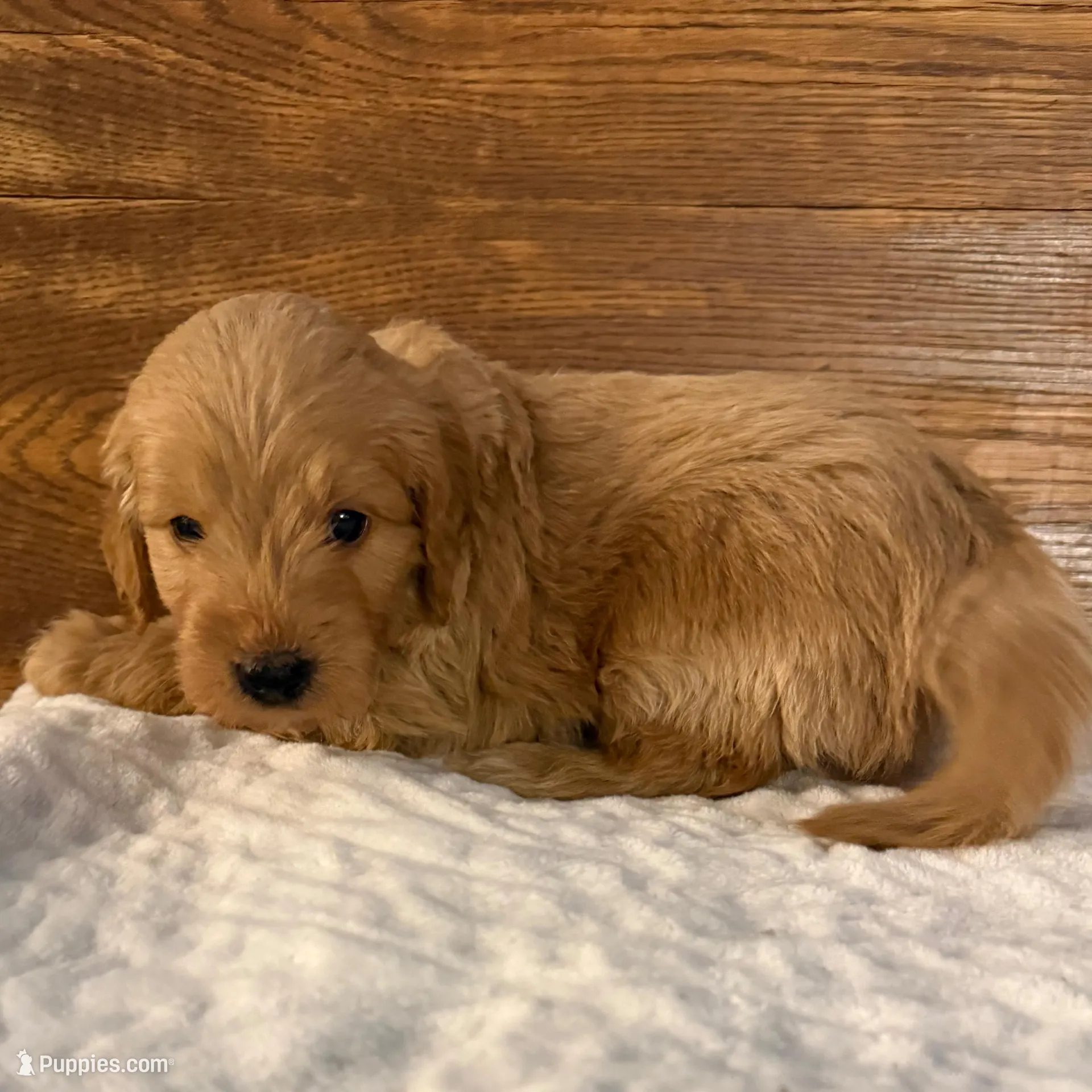 Duke – Miniature Goldendoodle puppy for sale in Iowa Falls, IA
