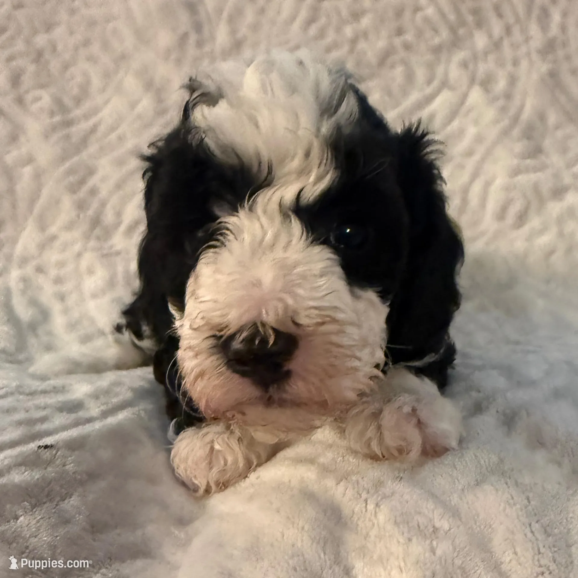 Greta , a female Bernese Mountain Dog and Poodle - Toy  for sale in Iowa Falls, IA – Photo 1 of 1