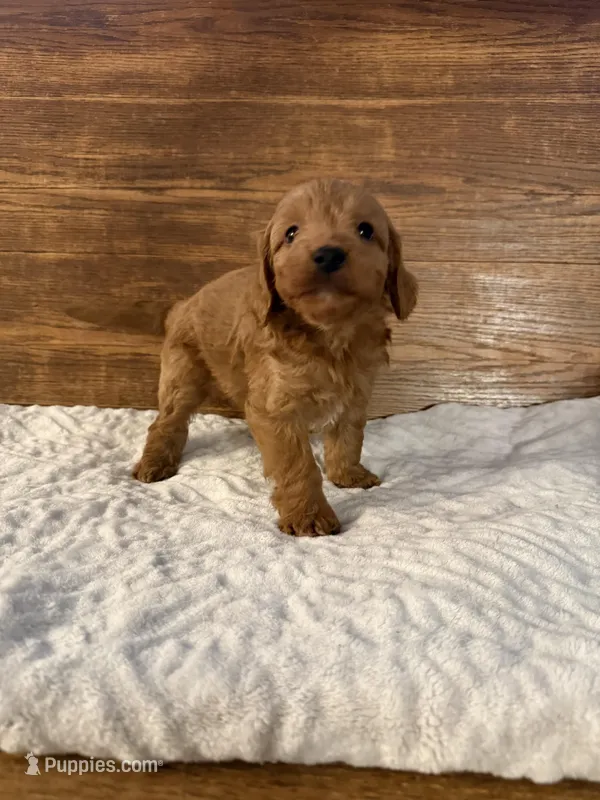 Boomer – Miniature Goldendoodle puppy for sale in Iowa Falls, IA
