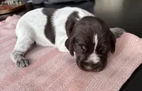 Dark Blue collar male , a male German Wirehaired Pointer for sale in New London, MN – Photo 2 of 2