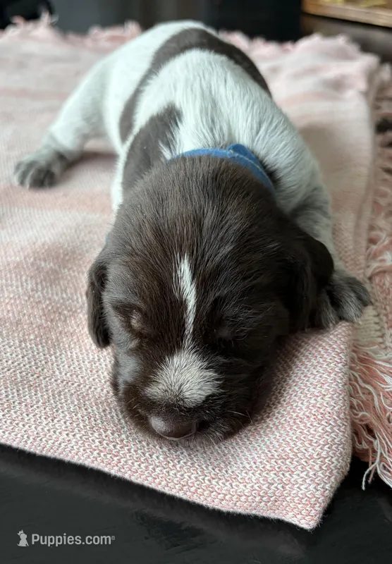 Dark Blue collar male 