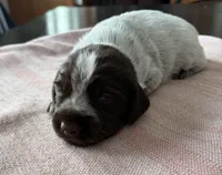 Green Collar Male, a male German Wirehaired Pointer for sale in New London, MN – Photo 2 of 2