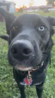 Socks, a male Border Collie for sale in Worthington, IN – 1 of 10