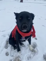 Socks, a male Border Collie for sale in Worthington, IN – 8 of 10