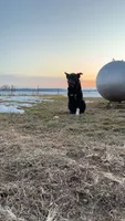 Socks, a male Border Collie for sale in Worthington, IN – 6 of 10