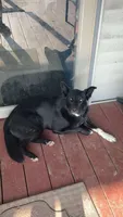 Socks, a male Border Collie for sale in Worthington, IN – 3 of 10