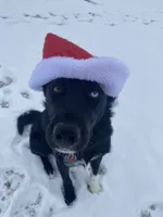 Socks, a male Border Collie for sale in Worthington, IN – 7 of 10