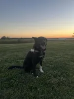 Socks, a male Border Collie for sale in Worthington, IN – 10 of 10