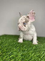 Baby Remi, a female French Bulldog for sale in Summerfield, NC – Photo 3 of 5