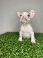 Baby Remi, a female French Bulldog for sale in Summerfield, NC – Photo 5 of 5