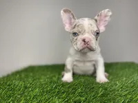 Baby Remi, a female French Bulldog for sale in Summerfield, NC – Photo 2 of 5