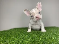 Baby Remi, a female French Bulldog for sale in Summerfield, NC – Photo 4 of 5