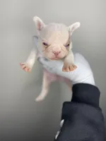 processed/6604be18-2077-4c99-91b5-d3e11b759a20/listing/566c12f9-27cc-492f-9d0e-f24d20e7d687/38ba8b4c-f888-4e32-a488-4bc4bc654777