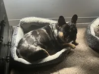 Picasso , a male French Bulldog for sale in Summerfield, NC – Photo 5 of 5