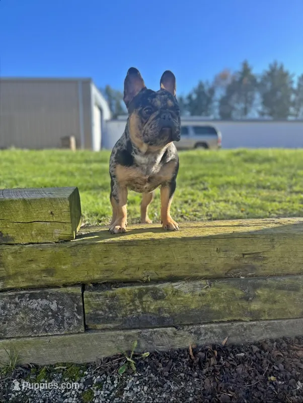 Picasso  – French Bulldog puppy for sale in Summerfield, NC
