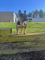 Picasso , a male French Bulldog for sale in Summerfield, NC – Photo 1 of 5