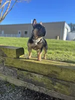 Picasso , a male French Bulldog for sale in Summerfield, NC – Photo 3 of 5