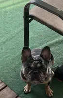 Picasso , a male French Bulldog for sale in Summerfield, NC – Photo 4 of 5