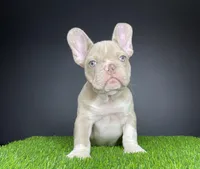 Mister, a male French Bulldog for sale in Summerfield, NC – Photo 3 of 6