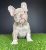 Mister, a male French Bulldog for sale in Summerfield, NC – Photo 6 of 6