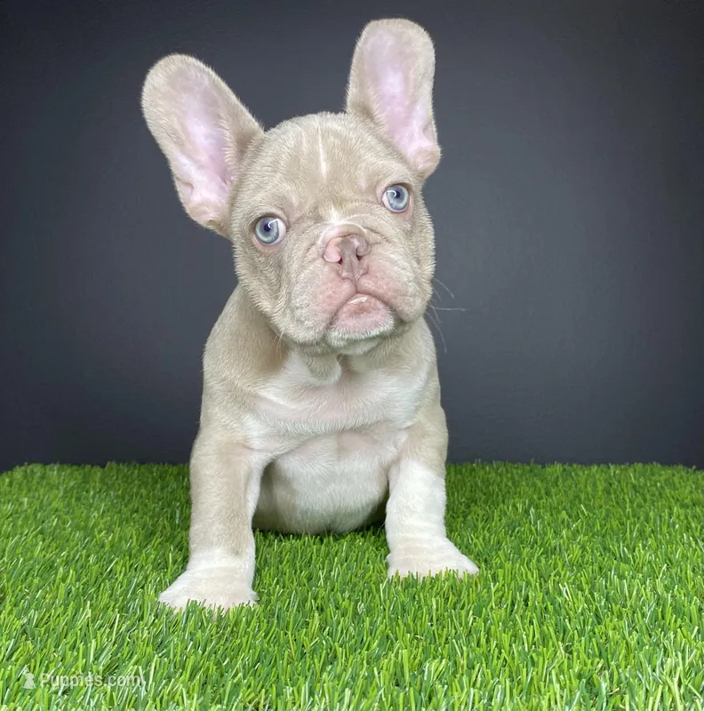 Mister – French Bulldog puppy for sale in Summerfield, NC