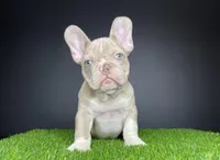 Mister, a male French Bulldog for sale in Summerfield, NC – Photo 2 of 6