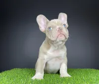 Mister, a male French Bulldog for sale in Summerfield, NC – Photo 4 of 6