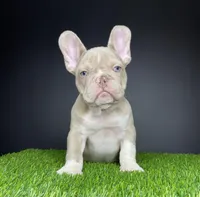 Mister, a male French Bulldog for sale in Summerfield, NC – Photo 5 of 6