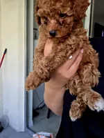 Linda , a female Poodle - Toy  for sale in Miami, FL – 1 of 3