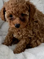 Linda , a female Poodle - Toy  for sale in Miami, FL – 3 of 3