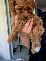 Linda , a female Poodle - Toy  for sale in Miami, FL – 2 of 3