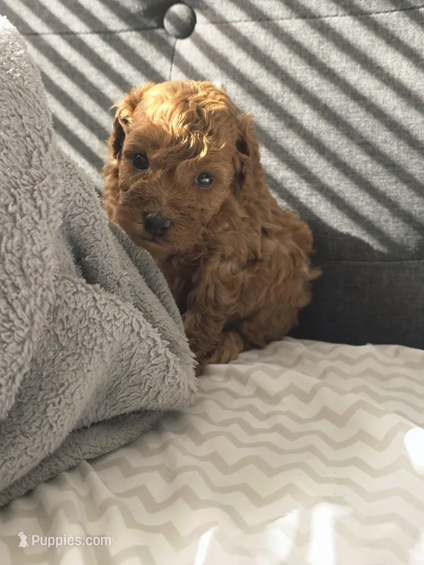 Oso – Poodle - Toy  puppy for sale in Miami, FL