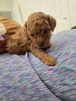 Oso, a male Poodle - Toy  for sale in Miami, FL – Photo 6 of 6