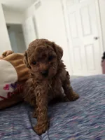 Oso, a male Poodle - Toy  for sale in Miami, FL – Photo 5 of 6