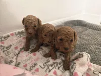 Oso, a male Poodle - Toy  for sale in Miami, FL – Photo 2 of 6