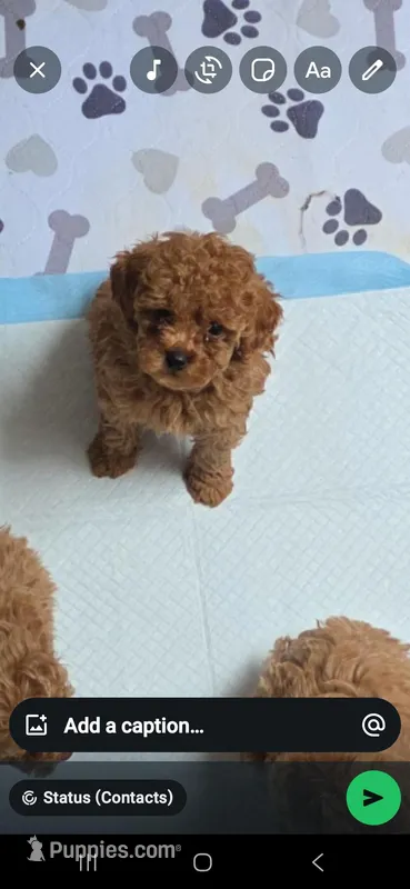 Oso – Poodle - Toy  puppy for sale in Miami, FL